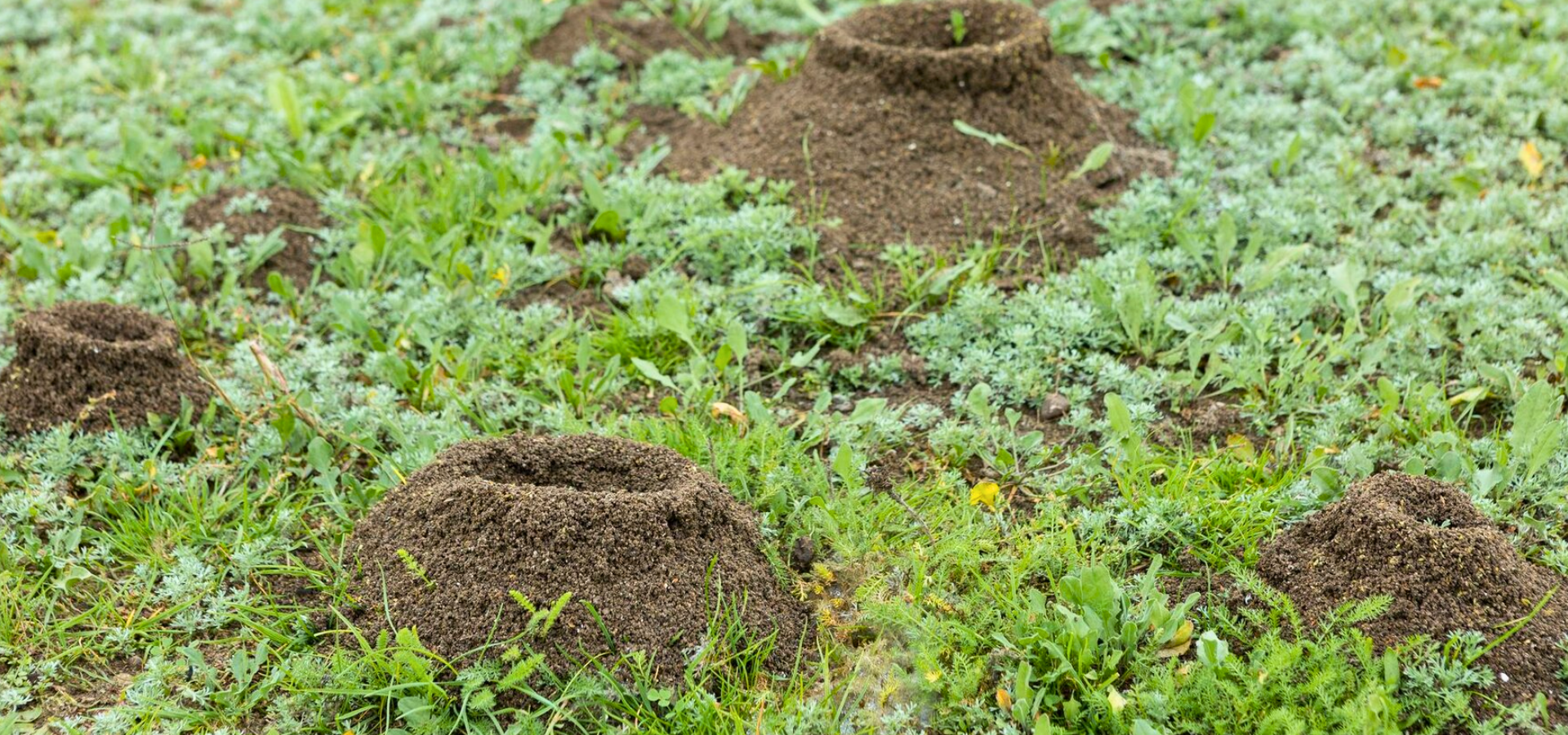 Ant hill in a yard near a home