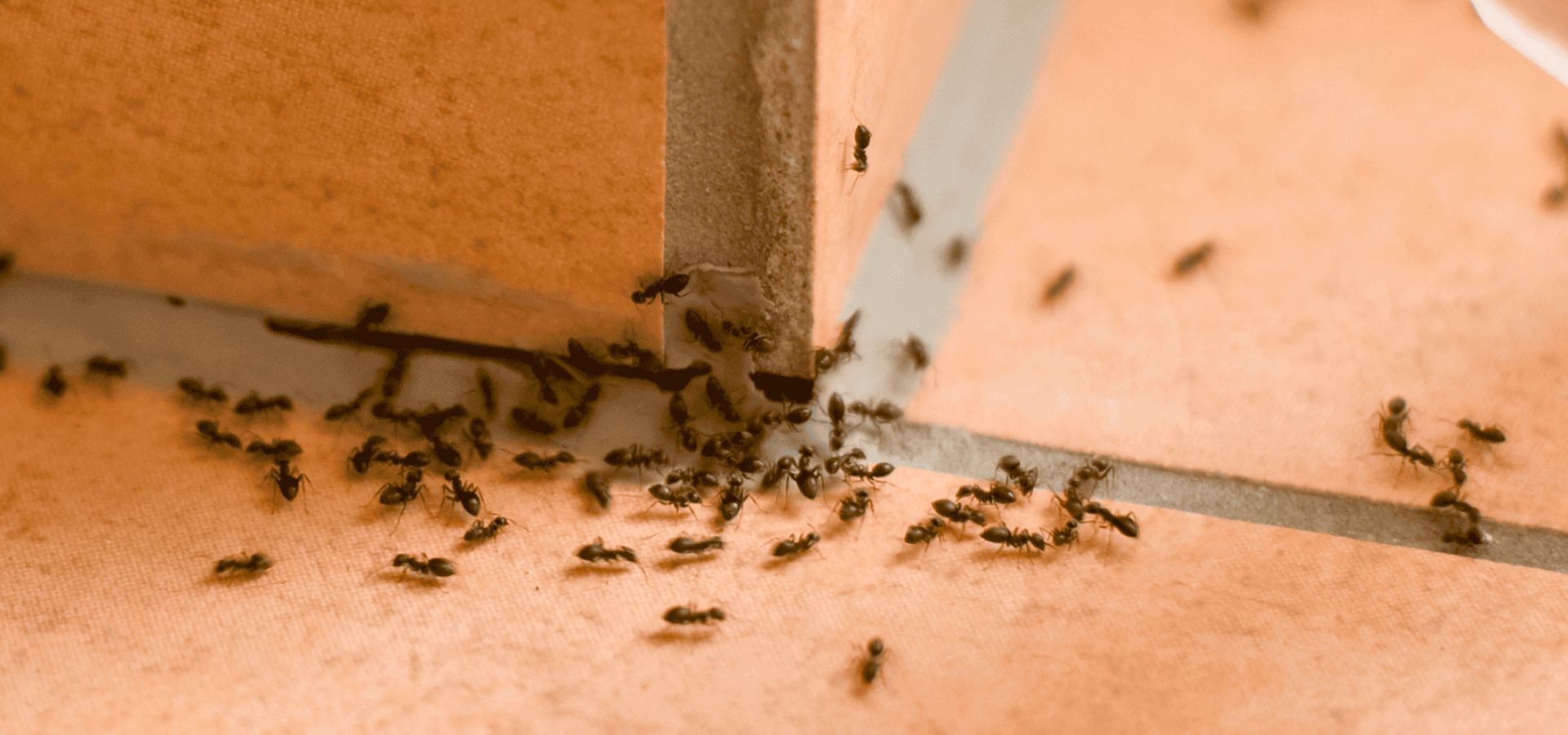 Line of ants foraging near a home's foundation